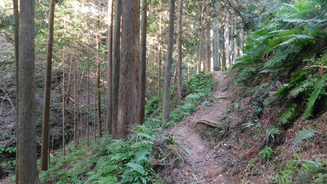 �k 13�^88 �l�@�o�R���̗l�q