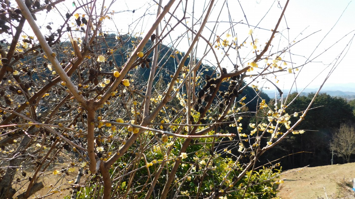 �k 50�^88 �l�@�\�V�����E�o�C�i�f�S�X�~�j�B���E�o�C�ȁB