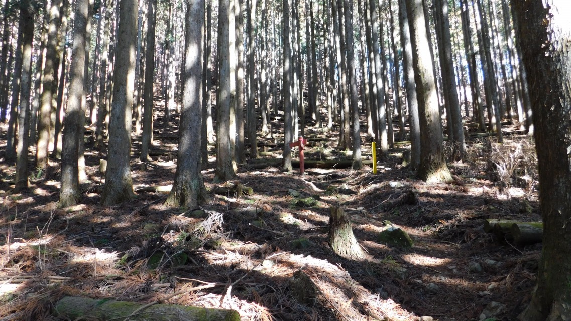 �m 40�^83 �n�@�o�R���̗l�q�B�O���ɕ\���B