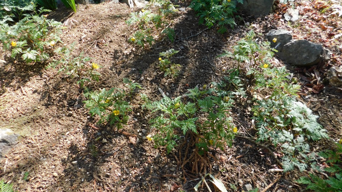 �m 106�^154 �n�@�t�N�W���\�E�i�������^�L���|�E�Q�ȁj�Ǝv����