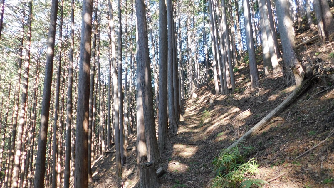 �m 16�^154 �n�@�o�R���̗l�q