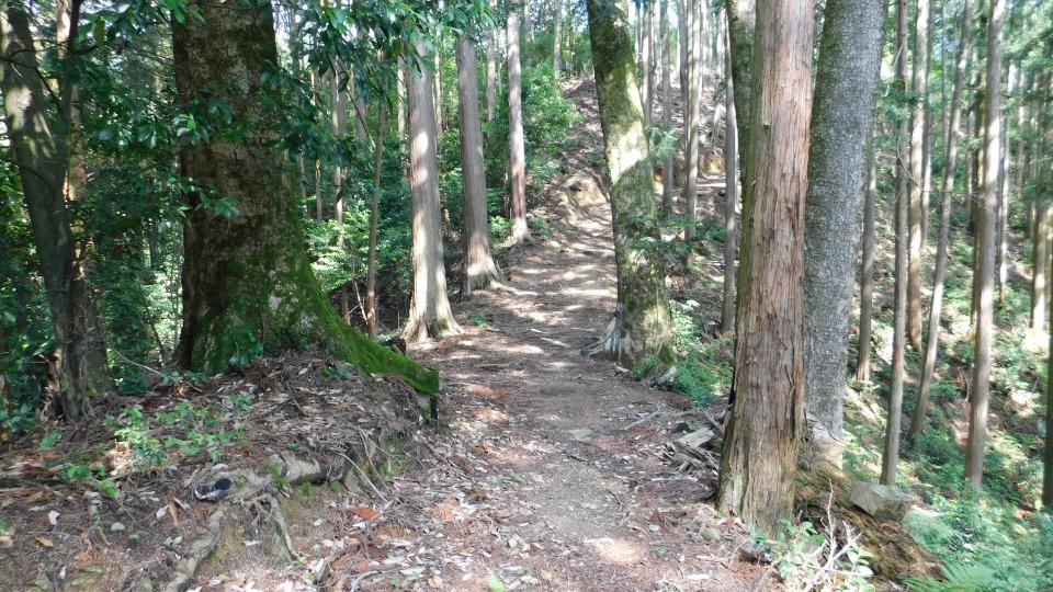 木々の間を通り抜ける