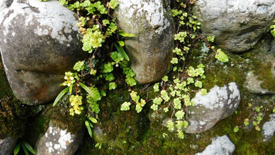 マルバマンネングサ（丸葉万年草）。ベンケイソウ科。