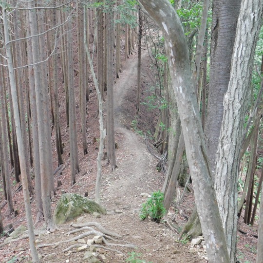 登山道の様子