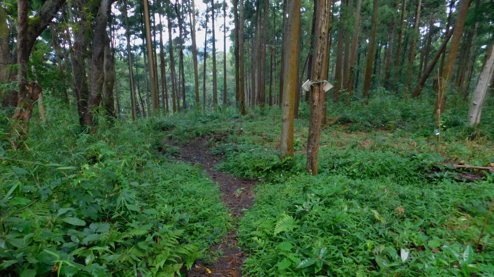 さっきの分岐点へもどる。右へ入り「二子山」へ向かう。