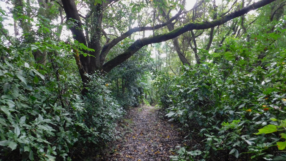 平坦な登山道を進む