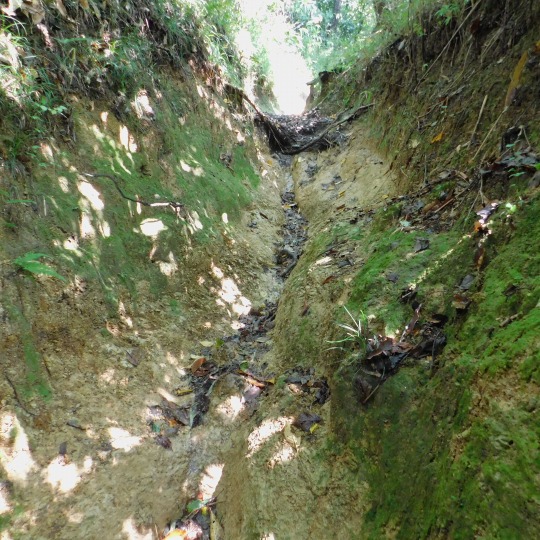 凹みの登山道を進む